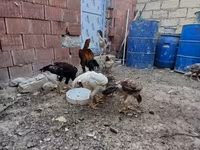 Chickens — photo 7