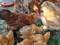 Pekin Bantam — photo 6
