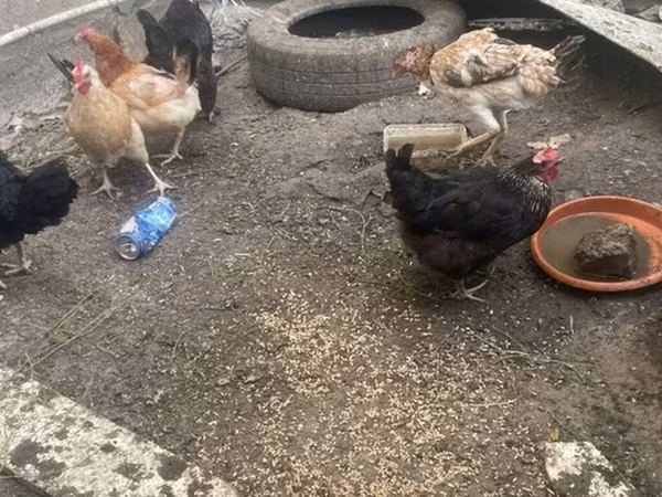 Chickens