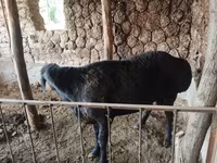Qoç, Red Karaman sheep — foto 4