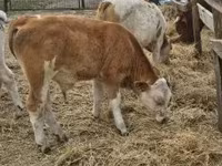 Byk, Simmental cattle — zdjęcie 7