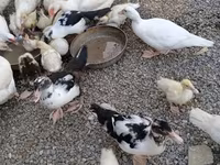 Domestic Muscovy — photo 3