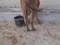 牛只（批次，未指定性别）, Cattle — 照片 3