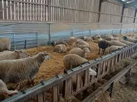 Oveja, Rouge de l’Ouest sheep — foto 3