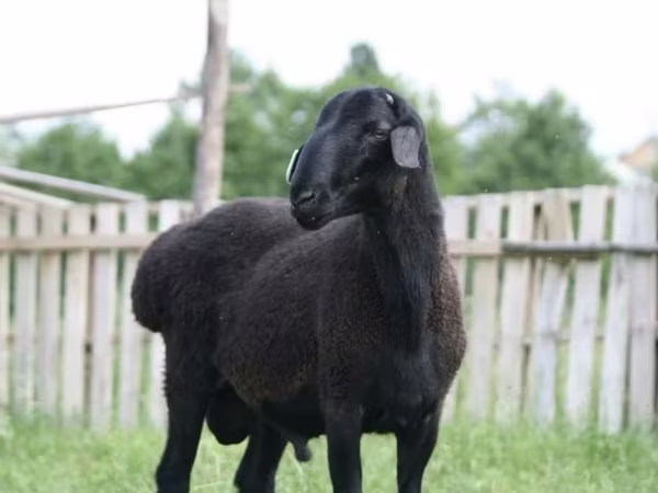 Ram, Sheep