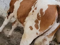 İnək, Simmental cattle — foto 8