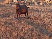 Ziegenbock, Italian Alpine goat — Foto 1