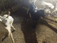Cabro, Cabras — foto 3
