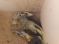 Məhsul: Nimfa (Cockatiel) tutuquşuları və qəfəs dəsti Təsvir: - 2 — 照片 4