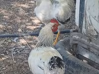 Adler Silver — foto 2