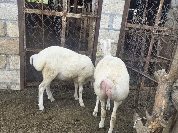 Sheep, Sheep