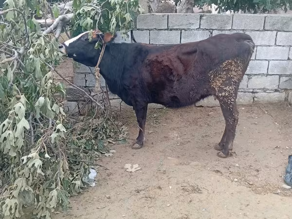 Krava, Skot