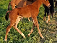 At, Akhal-Teke — foto 3