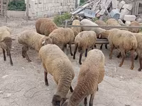 Schaf, Schafe — Foto 2