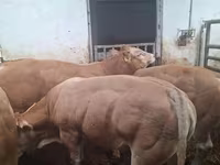 ثور, Blonde d’Aquitane cattle — الصورة 6