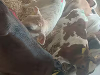 Buğa, Simmental cattle — foto 2