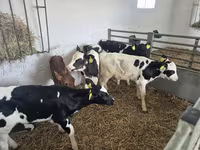 Býk, Russian Black pied cattle — foto 7
