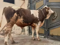 Buğa, Simmental cattle — foto 2