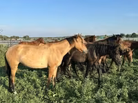 At, Bashkir horse — foto 2