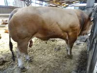 Buğa, Partenaise cattle — foto 3