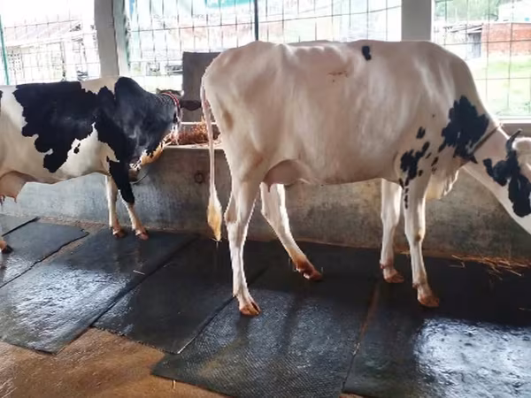 母牛, Russian Black pied cattle