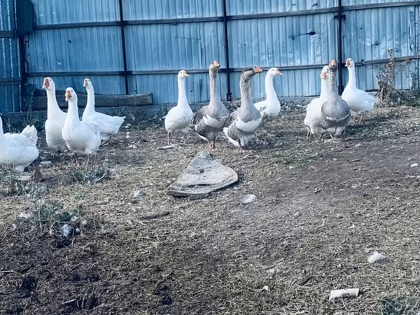 Geese