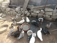 Ducks — الصورة 4
