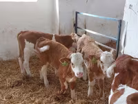Buğa, Simmental cattle — foto 1