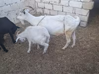 Goat, Goats — photo 2
