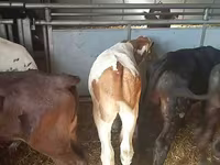Bull, Simmental cattle — photo 4