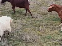Ziegen (Partie, Geschlecht nicht angegeben), Saanen goat — Foto 7