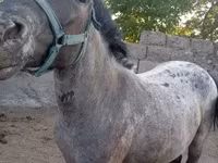 Madyan, Atlar — foto 2