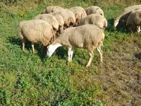 نعجة, Karabakh sheep — الصورة 2