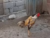 Chickens — Foto 2