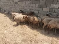 Qoyunlar (partiya, cinsi göstərilməyib), Qoyunlar — foto 3