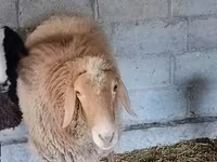 Carnero, Rhon sheep — foto 4