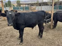 Bulle, Swiss cattle — Foto 3