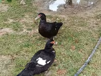 Ducks — foto 6