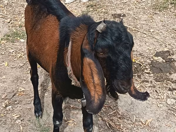 Bode, Cabras