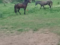 Horse (M), Horses — photo 6
