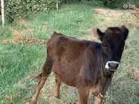 Bulle, Rinder — Foto 2