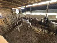 Ovelha, Ovelhas — foto 3