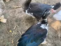 Ducks — 照片 3