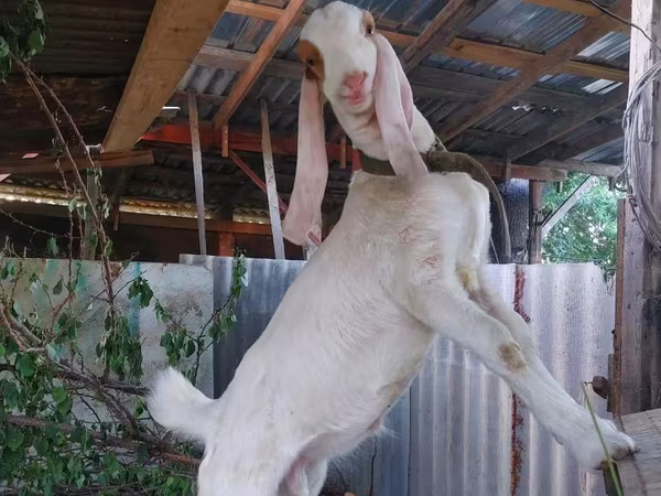 Kozel, Kamori goats