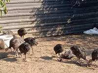 Turkeys — फ़ोटो 6