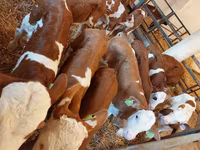 Toro, Simmental cattle — foto 1