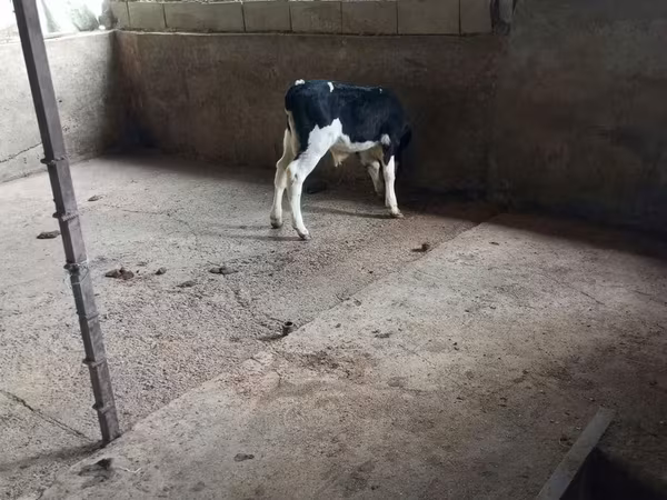 Buğa, Russian Black pied cattle