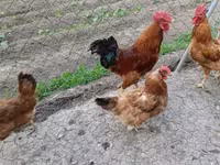 Chickens — الصورة 2