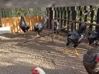 Chickens — Foto 2