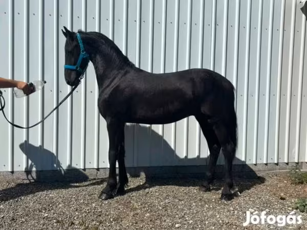 Cavalo, Dutch warmblood horse